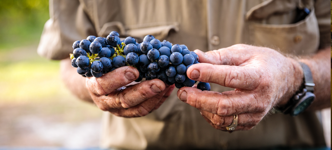 Grapes at Frazer Woods